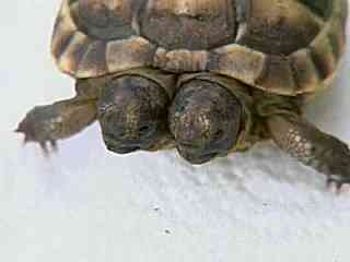 2 headed turtle