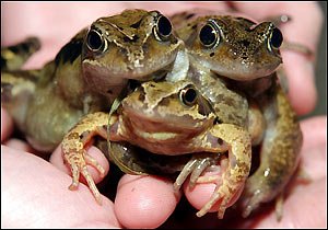 3 Headed Frog