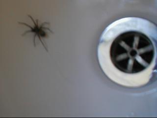 Spider in the Bath