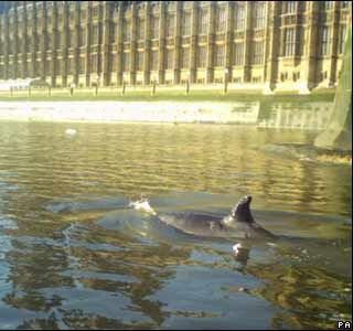 A bottle nosed whale next to the Houses of Parliament